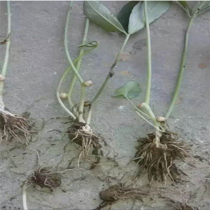 一畝地半夏要投資和收入多少錢？
